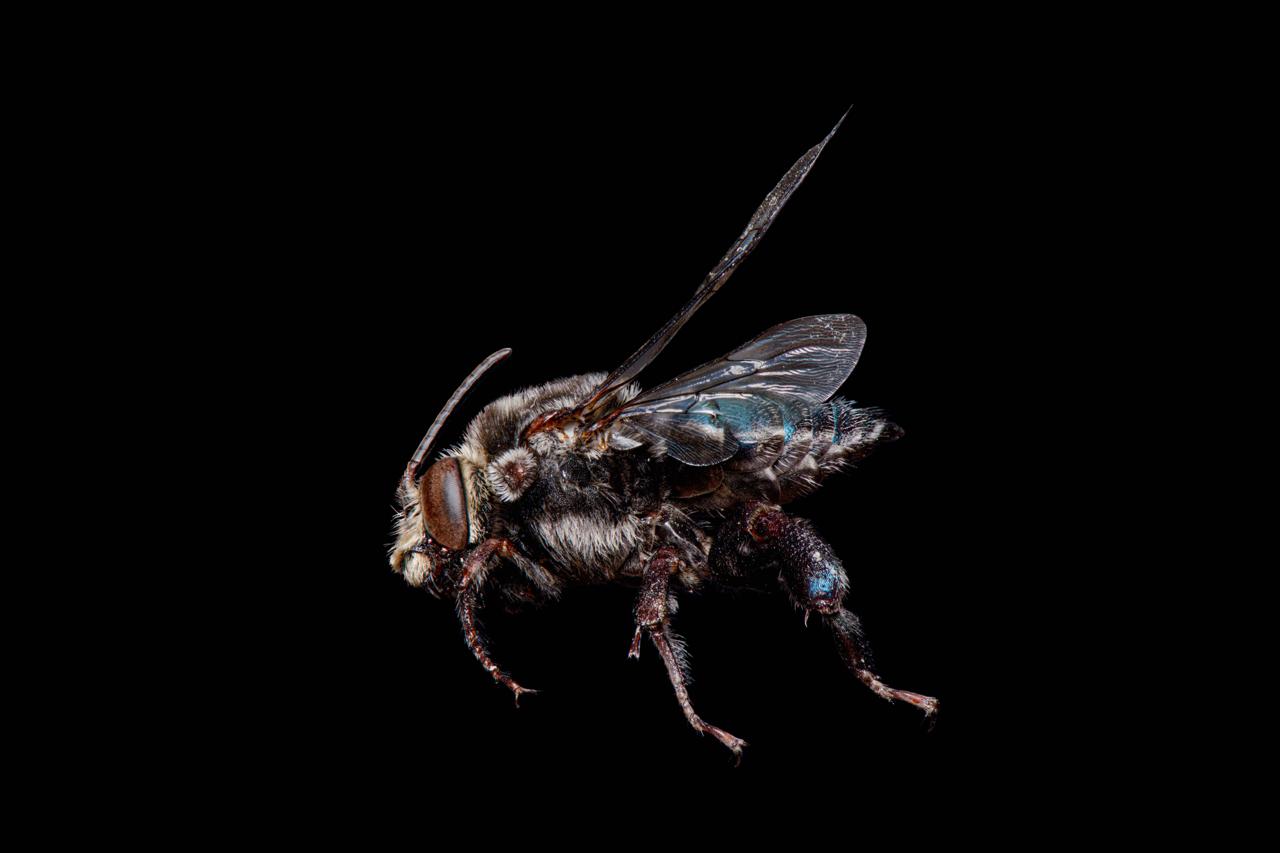 Macrofotografía lateral de una abeja sobre fondo negro, con alas de reflejos azules, patas y ojo compuesto a detalle