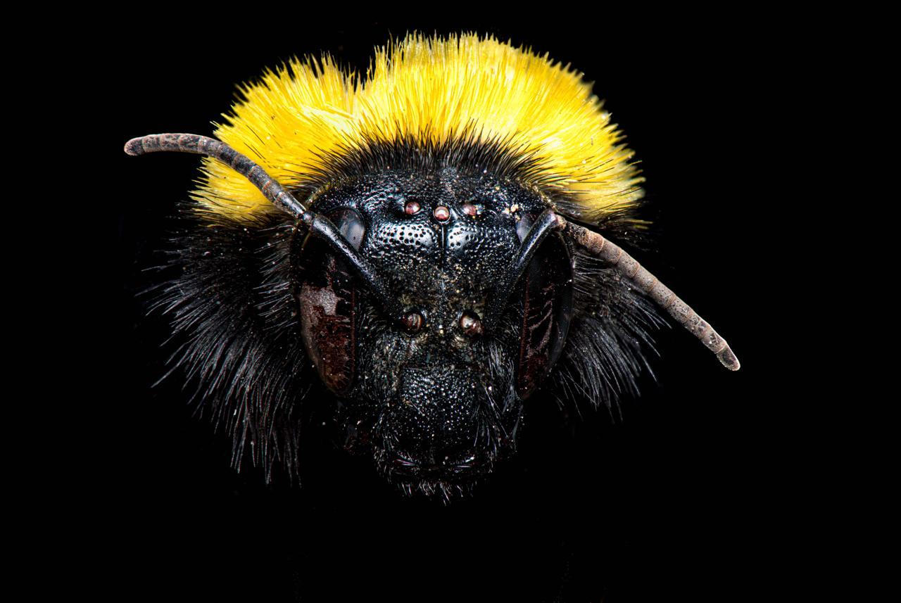 Macrofotografía de la cabeza de un abejorro de pelaje amarillo y negro sobre fondo negro, con sus antenas y ocelos a detalle